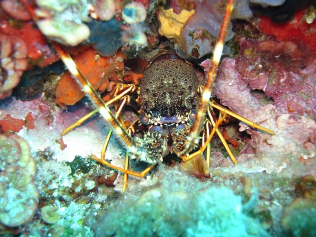 Conoce las especies que se ocultan en los fondos
